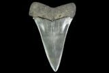 Fossil Mako Shark Tooth - South Carolina #142312-1